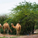 Camel Waste - Power Source